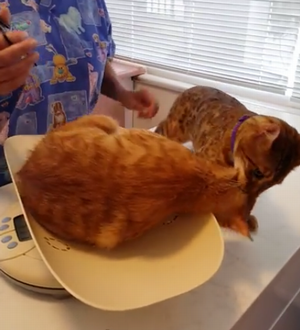 Hero_Cat_Rescues_His Friend.png
